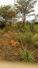 Aloe pretoriensis
