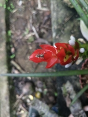 Leptofreya ambigua