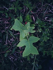 Liriodendron