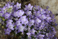 Campanula fragilis cavolinii
