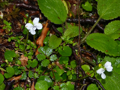 Viola cunninghamii
