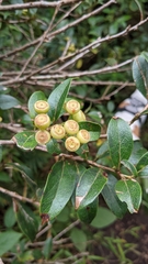 Vaccinium poasanum