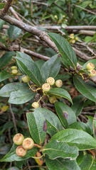 Vaccinium poasanum