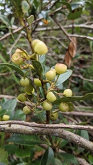 Vaccinium poasanum