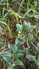 Vaccinium poasanum