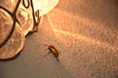 Vespa crabro