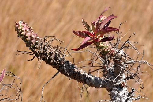 Euphorbia wildii