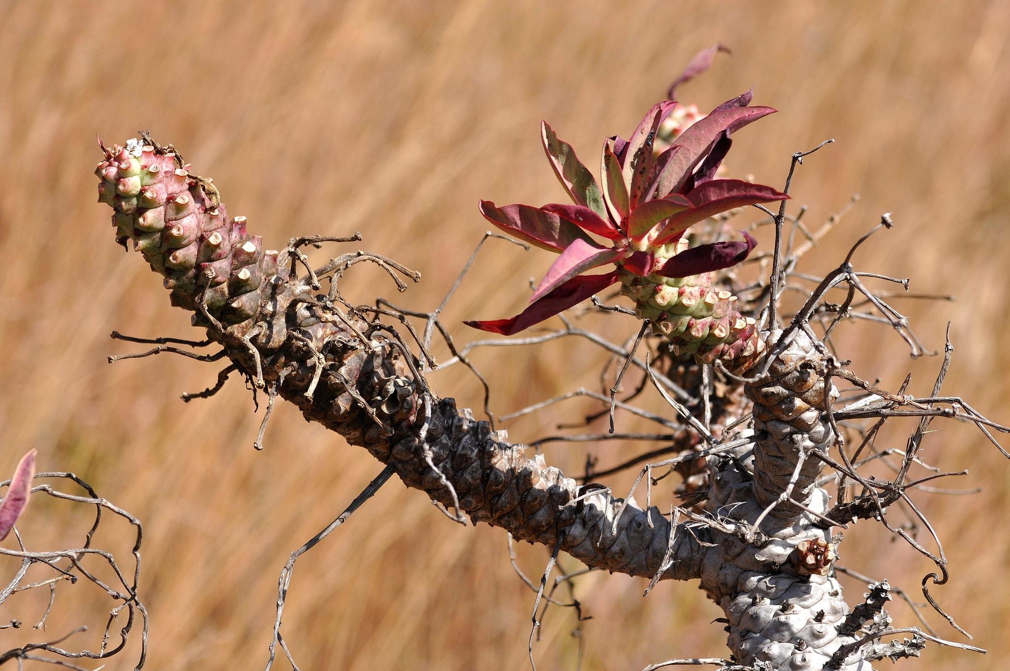 Euphorbia wildii