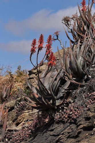 Aloe cryptopoda, photograph 5