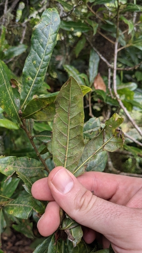 Quercus salicifolia