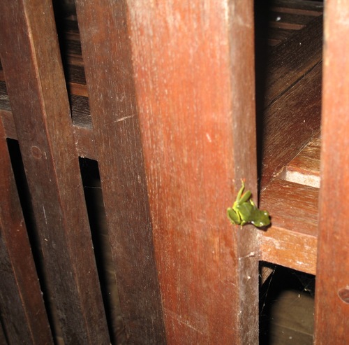 Olive Reed Frog, Hyperolius olivaceus