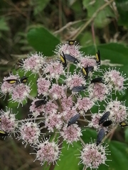 Sciara hemerobioides