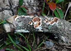 Scytinostroma artocreas