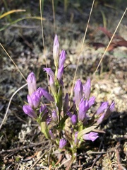 Gentianella propinqua propinqua