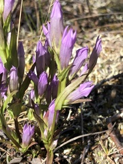 Gentianella propinqua propinqua