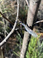 Austroargiolestes isabellae