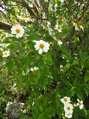 Montanoa leucantha