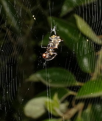 Micrathena picta