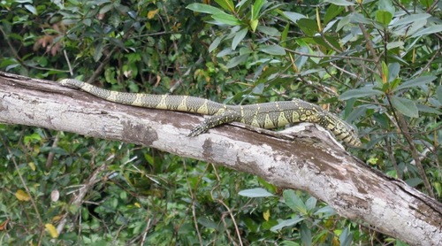 Nile Monitor