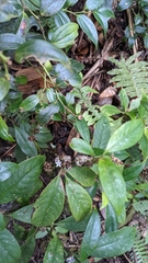 Palicourea axillaris