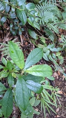 Palicourea axillaris