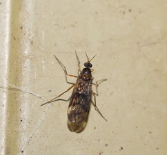 Sylvicola neozelandicus