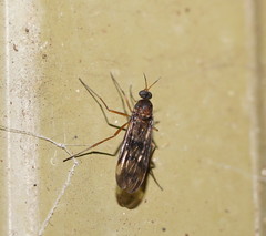 Sylvicola neozelandicus