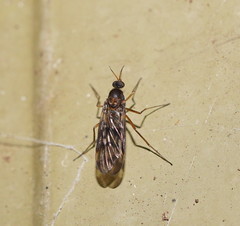 Sylvicola neozelandicus