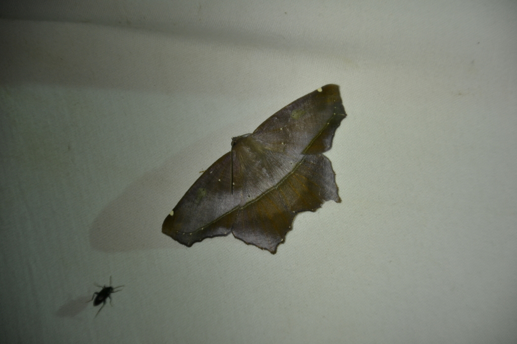 Trotopera olivifera