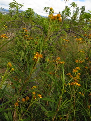 Verbesina virgata