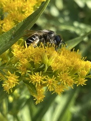 Megachile inermis