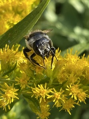 Megachile inermis