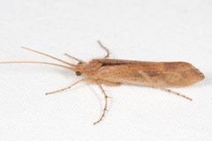 Limnephilus indivisus