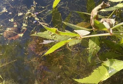 Ischnura verticalis