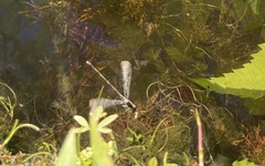 Ischnura verticalis