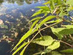 Ischnura verticalis