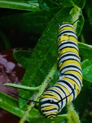 Danaus plexippus