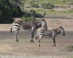 Equus zebra zebra