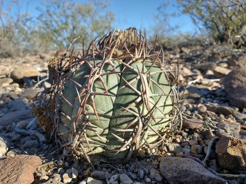 Echinocactus horizonthalonius
