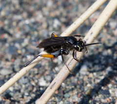 Ceropales bipunctata