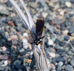 Ceropales bipunctata