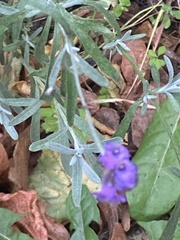 Linaria purpurea