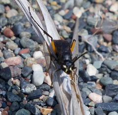 Ceropales bipunctata