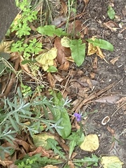 Linaria purpurea