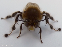 Anthophora dispar