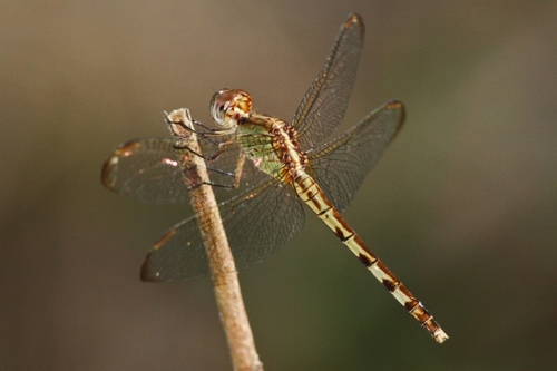 Band-winged Dragonlet