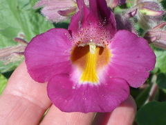 Proboscidea louisianica