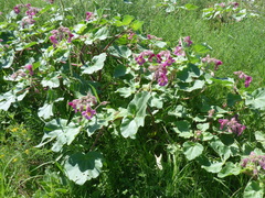 Proboscidea louisianica