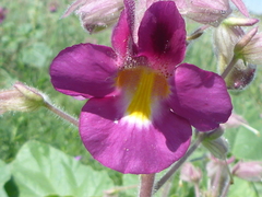 Proboscidea louisianica