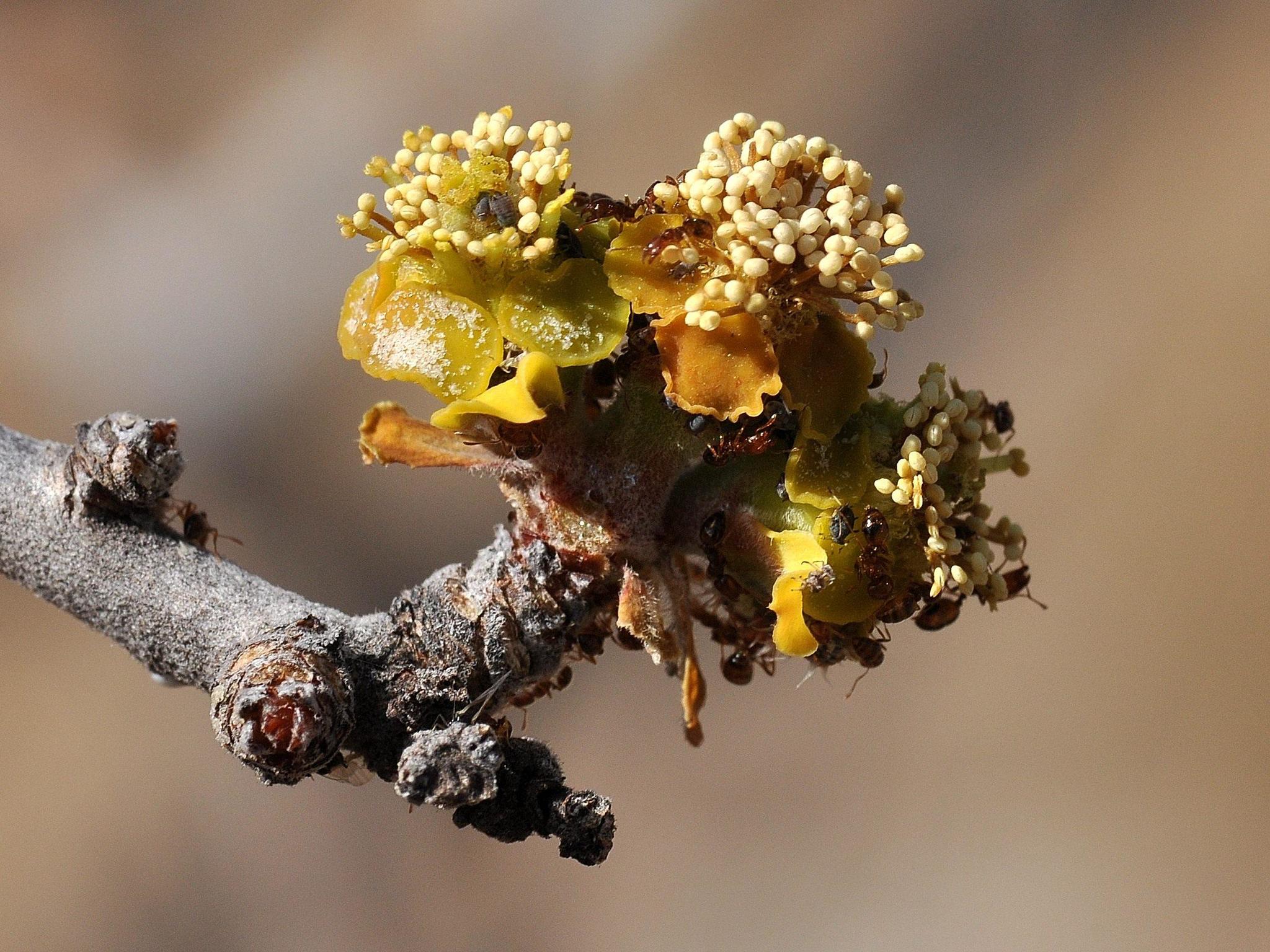 Euphorbia matabelensis